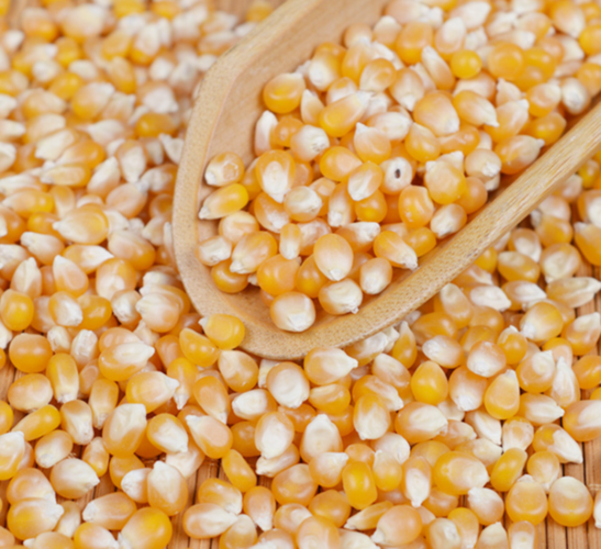 优质五谷杂粮有机黄玉米渣子玉米糁 玉米碎 干玉米粒 厂直销